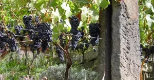 مفتول گالوانیزه تاکستان